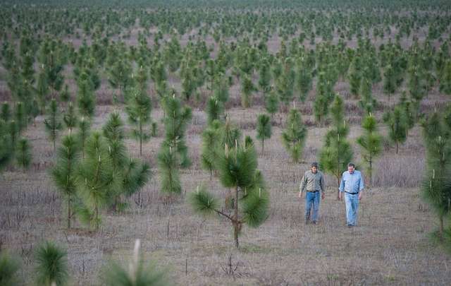 Американець, який висадив 8 млн дерев і врятував знищений ліс_2
