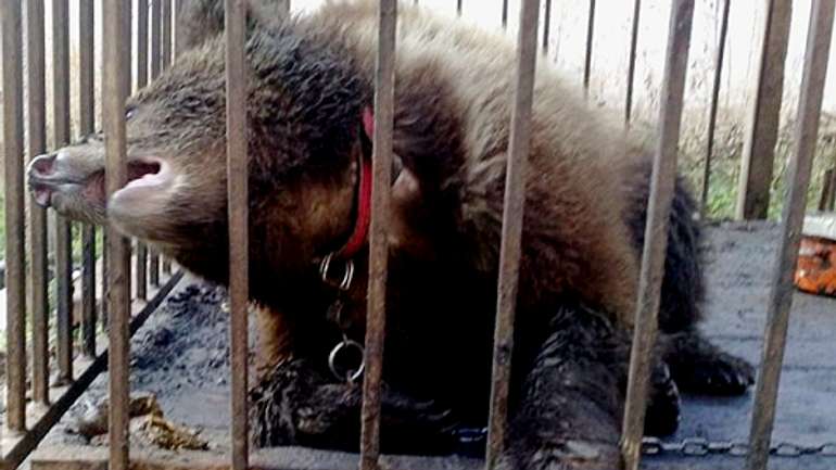 На Полтавщині ведмідь понівечив 12-річну дівчинку
