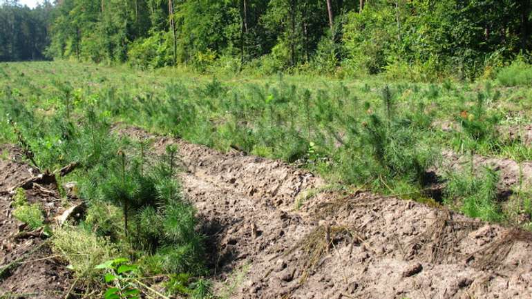 Залісненість Полтавщини зросла на 13,7 тис. га за останні 15 років