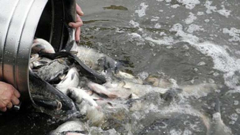 У полтавські ріки запустили 6 тонн риби 