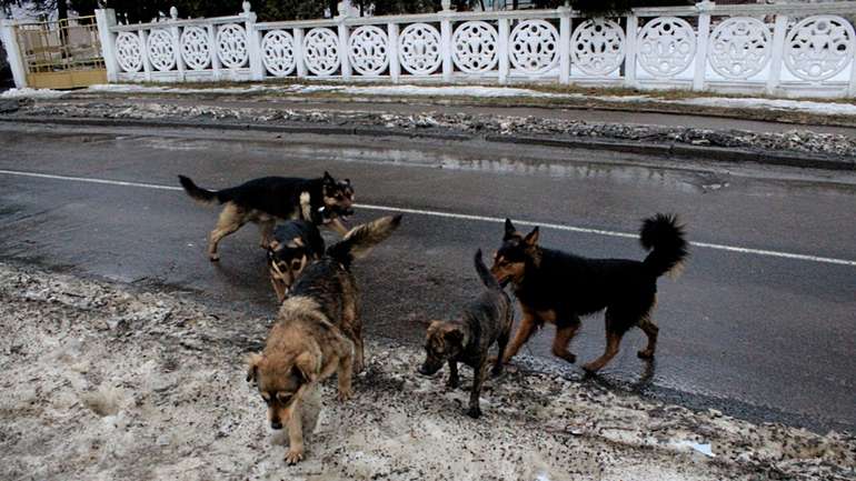 Допоможи зібрати фотознімки безпритульних псів у Полтаві 