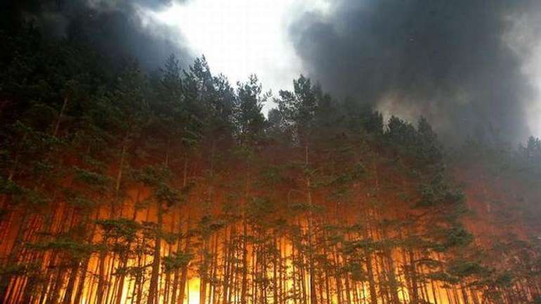 У 22 рази більше вже горіли полтавські ліси цього року, ніж минулого
