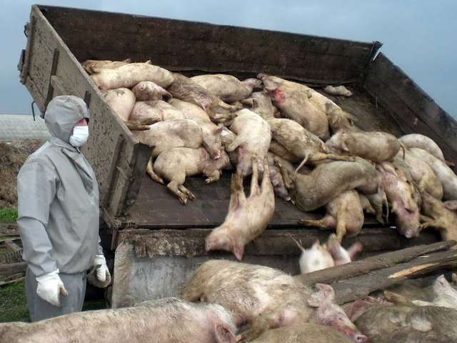 На Полтавщині продають свиней, хворих на африканську чуму_2
