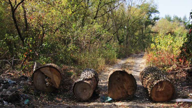 У Кобеляках заборонили вивозити відходи на закрите лісове звалище