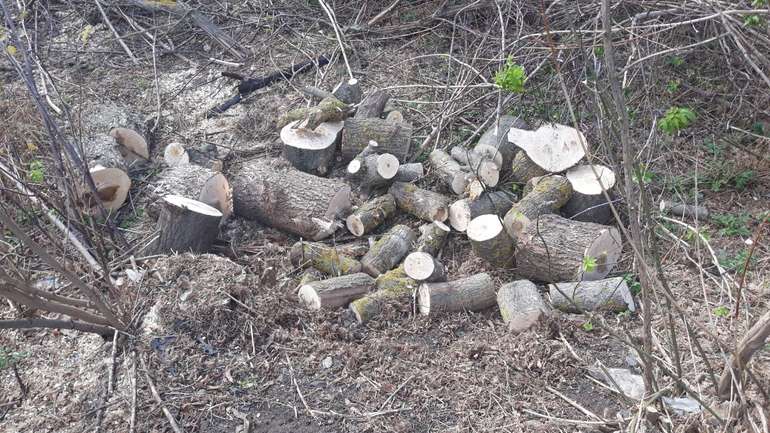 Підрядник Агентства місцевих доріг Полтавщини незаконно вирубав 247 дерев