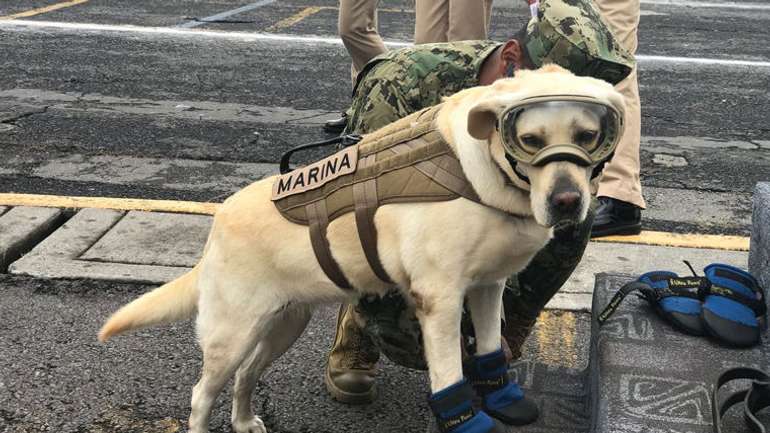 Собака Фріда врятувала життя 52 людей під час землетрусу в Мексиці