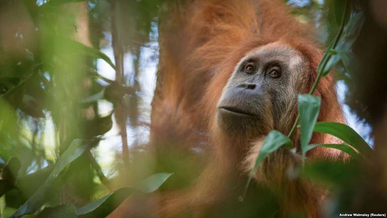 Дослідження: попит на природні ресурси вбив понад 100 тисяч орангутангів