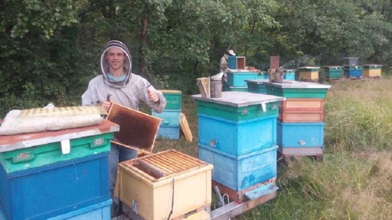 Полтавський пасічник отримає компенсацію за загибель бджіл від отрути