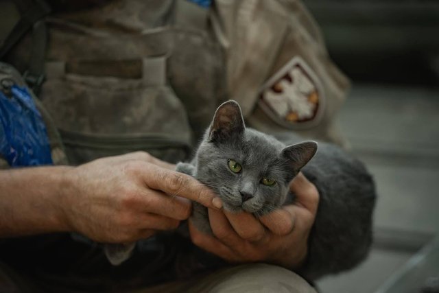 На позиціях десантників не знайдеш жодного кота чи пса, який був би «просто тварина»_1
