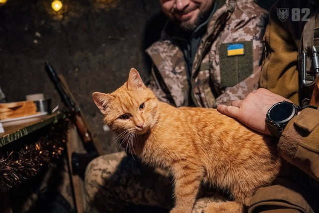 На позиціях десантників не знайдеш жодного кота чи пса, який був би «просто тварина»_2