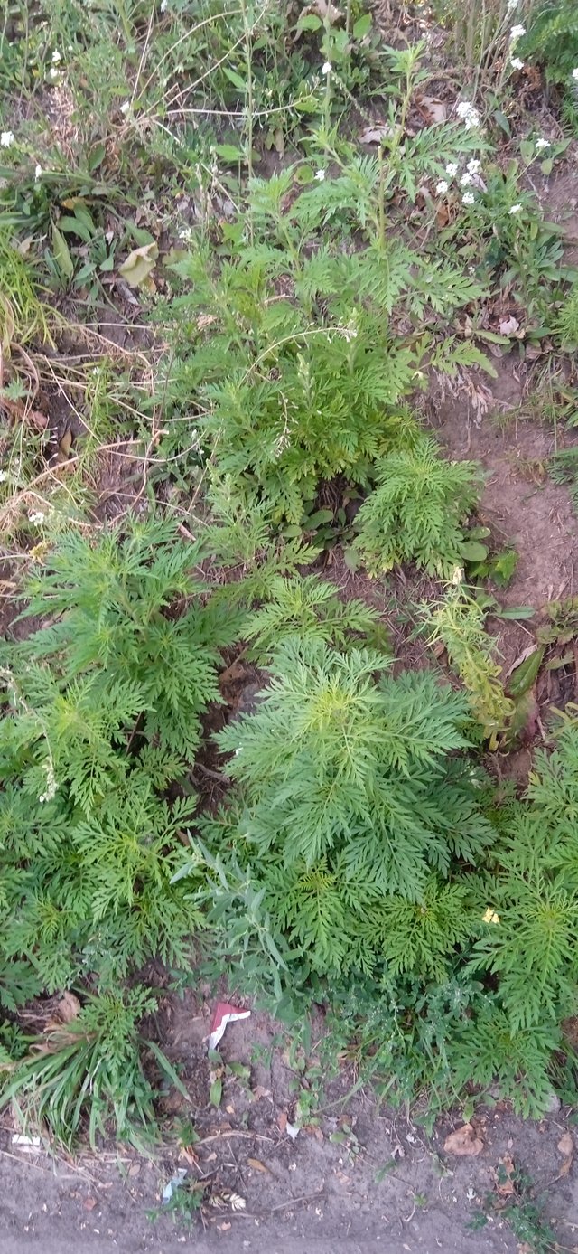 Коли намаганнями вшанувати прикривають власну неспроможність_6