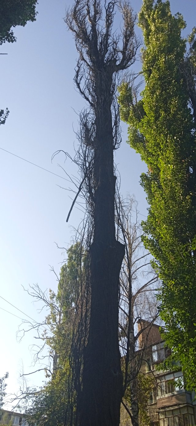 Неоголошена війна Полтавської міськради проти полтавців_2