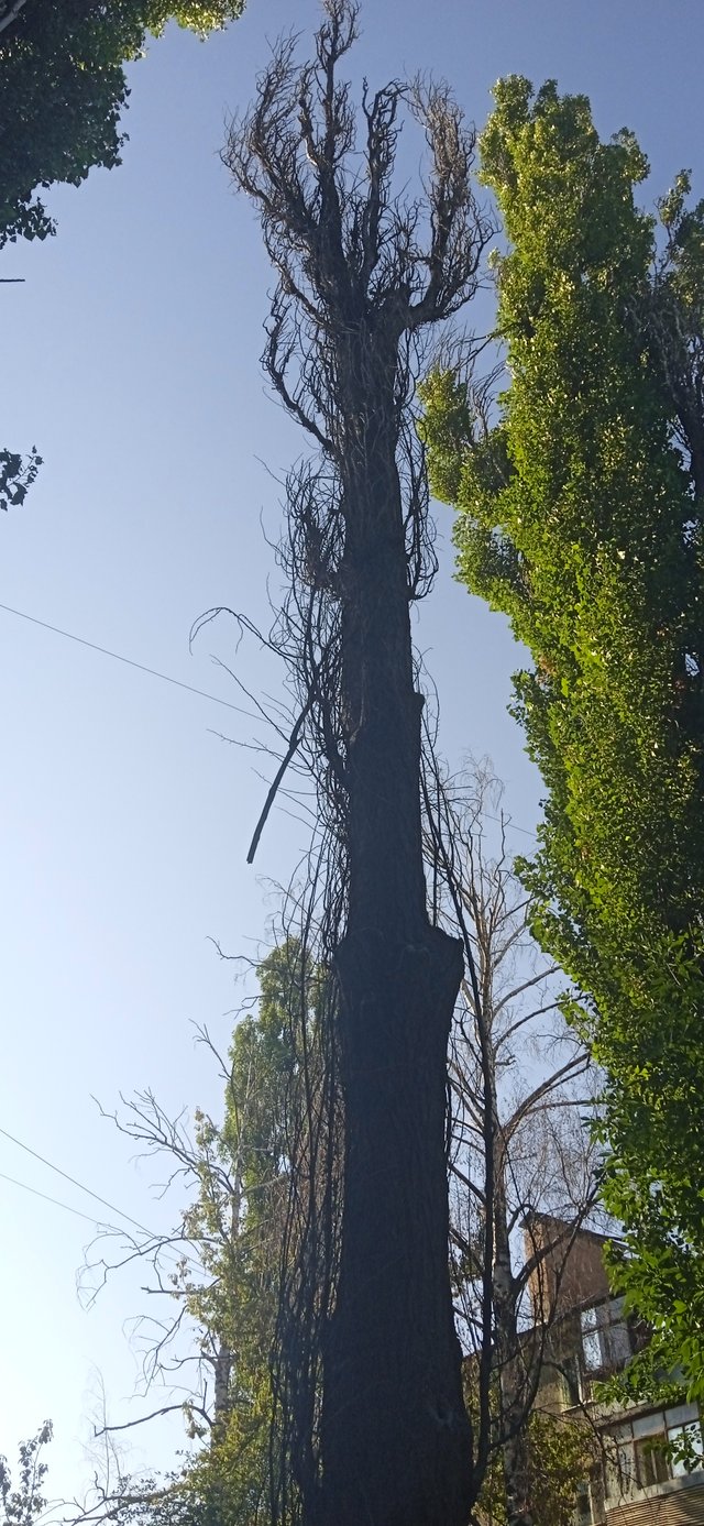 Неоголошена війна Полтавської міськради проти полтавців_3
