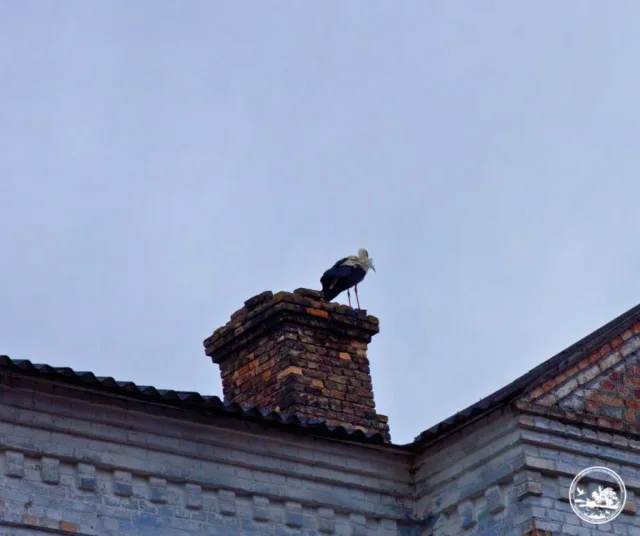 До Чорнобиля вперше за 20 років повернулися білі лелеки_1