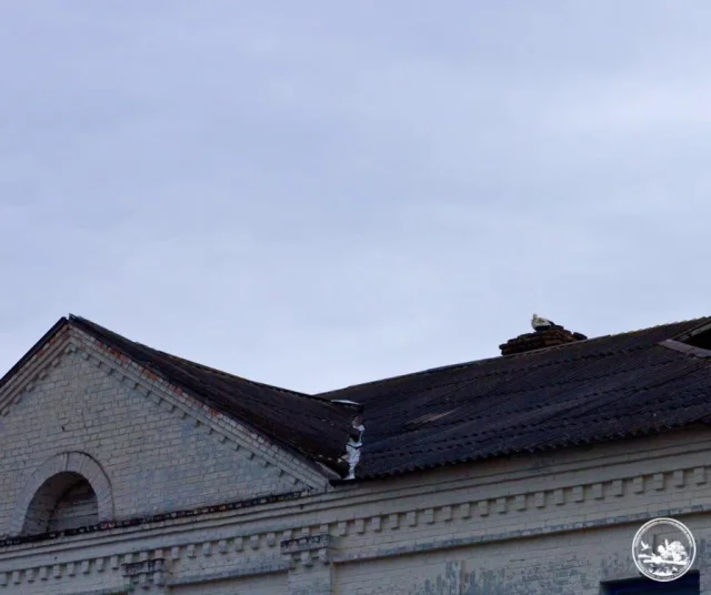 До Чорнобиля вперше за 20 років повернулися білі лелеки_2