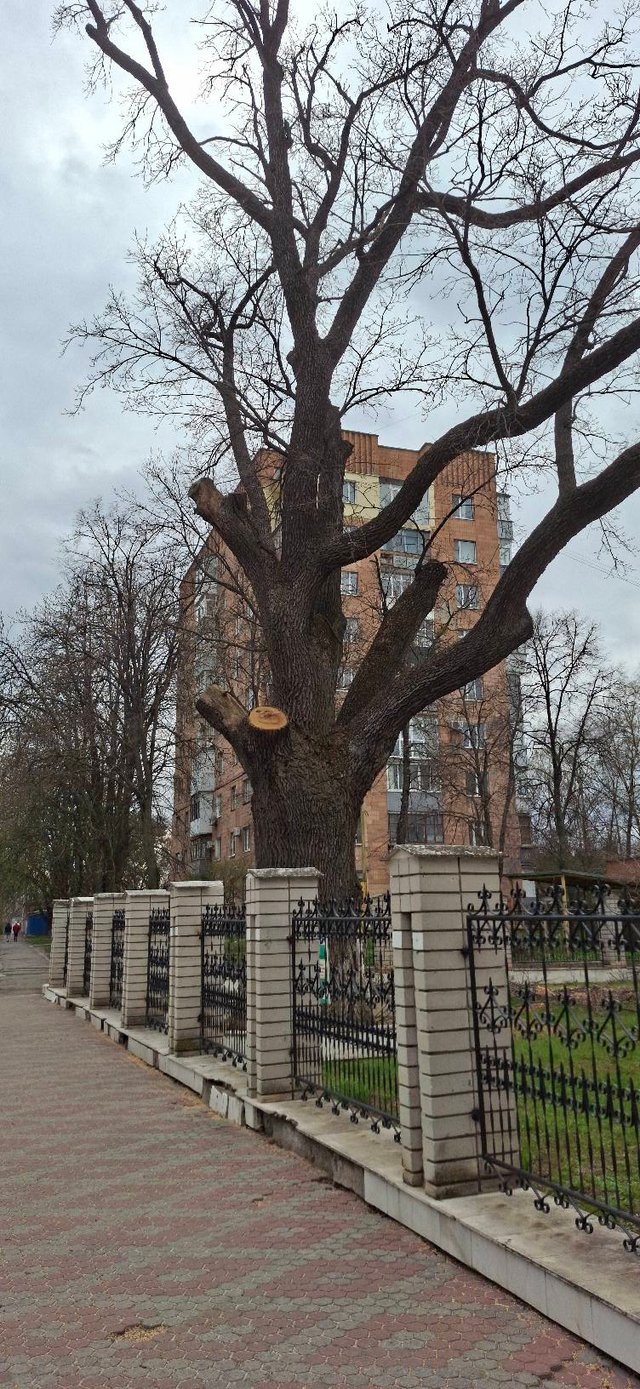 Екоцид у центрі Полтави_8