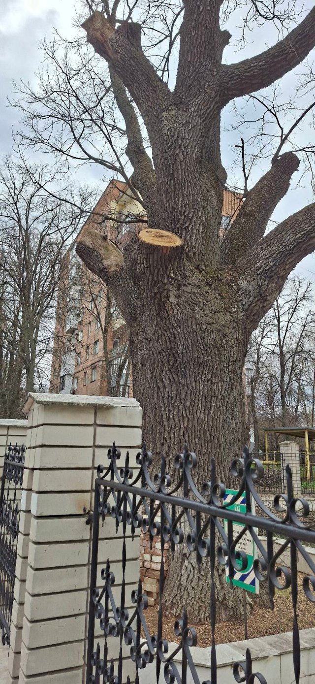 Екоцид у центрі Полтави_9