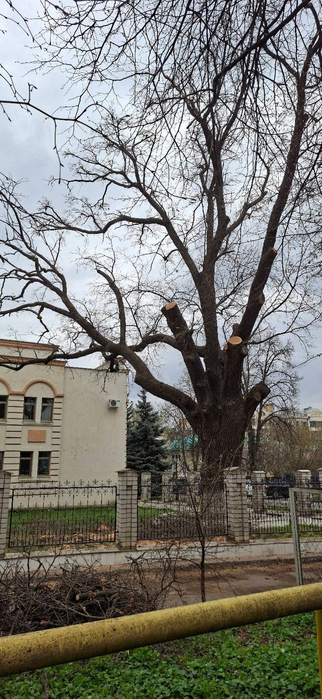 Екоцид у центрі Полтави_10