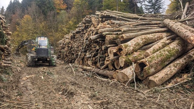 «Зелена» енергетика ціною лісу: у Карпатах вирубують дерева заради ЛЕП_1