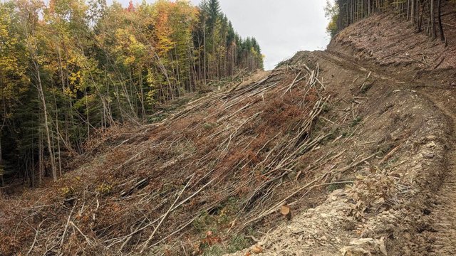 «Зелена» енергетика ціною лісу: у Карпатах вирубують дерева заради ЛЕП_2