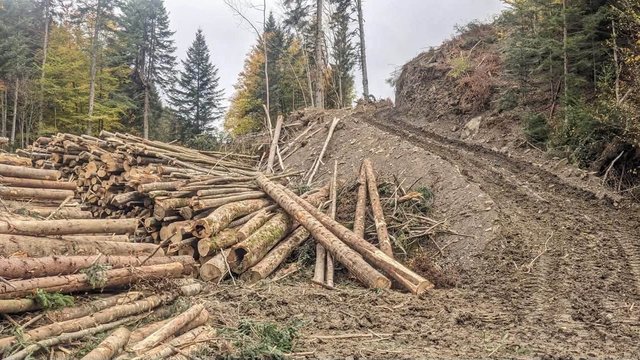 «Зелена» енергетика ціною лісу: у Карпатах вирубують дерева заради ЛЕП_3