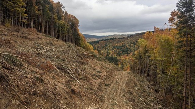 «Зелена» енергетика ціною лісу: у Карпатах вирубують дерева заради ЛЕП_5