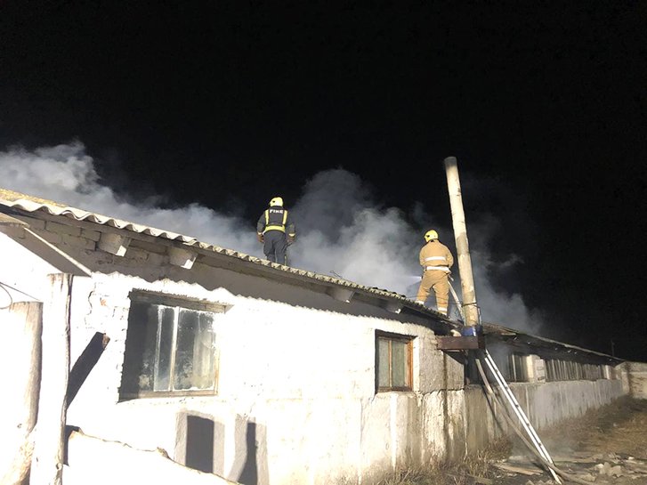 Дві сотні корів врятували у пожежі на Полтавщині_1