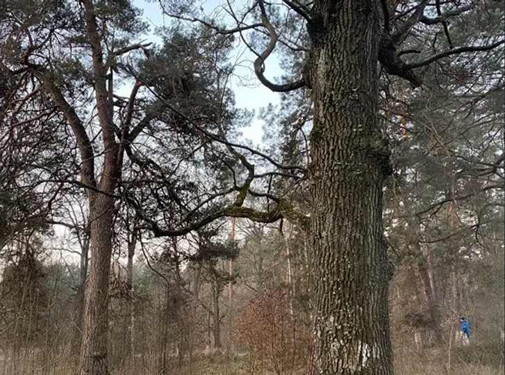 Крадіжка земель на Житомирщині_15