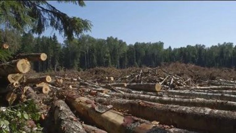 Лісівники зібрались нашвидкуруч вирубати 700 га сосен