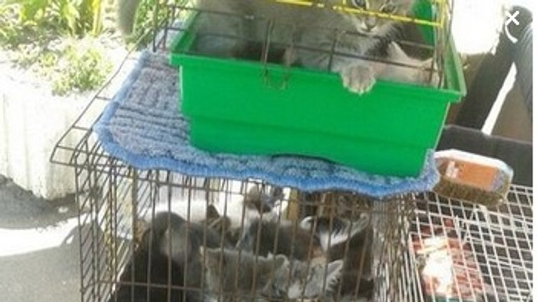 Полтава - жорстоке місто? Про долю безпритульних тварин не згадали навіть під час виборів