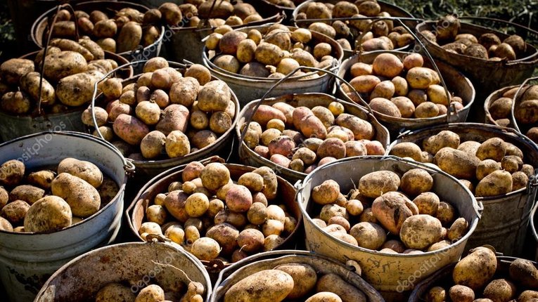 У Європі неврожай картоплі: чому український продукт не купують за кордоном