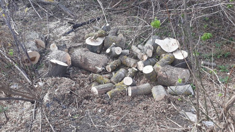 Підрядник Агентства місцевих доріг Полтавщини незаконно вирубав 247 дерев