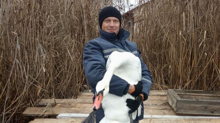 Неподалік Великої Багачки надзвичайники врятували змерзлого лебедя