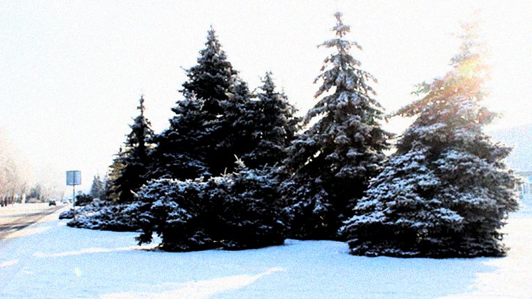 Ялинки в Лубнах