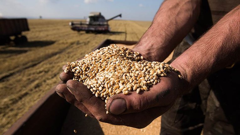 Україна увійшла в трійку найбільших експортерів сільгосппродукції в ЄС