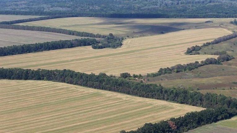 Лісосмуги в Україні можна буде брати в оренду