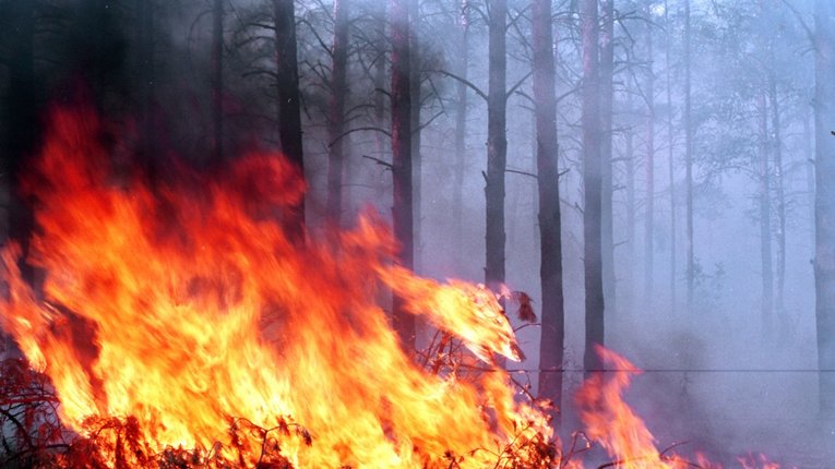 До гасіння лісових пожеж у Житомирській області залучили авіацію