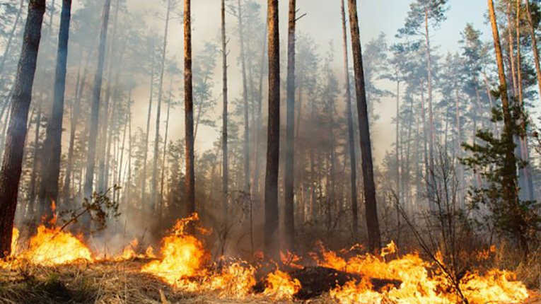 У Козельщинському районі ліквідували займання лісу