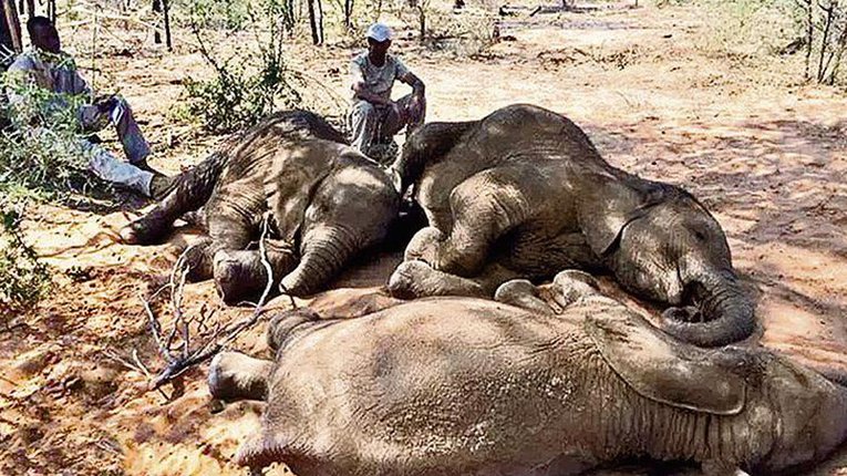 В Африці виявили кілька сотень загиблих із невідомої причини слонів