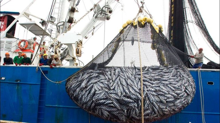 Екологи б'ють на сполох — риболовецькі судна КНР спустошують світовий океан
