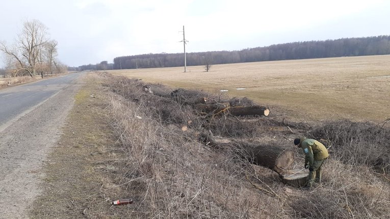 Біля Котельви вирубали дерев на 3 мільйони