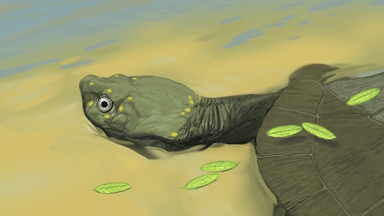 В США відкрили новий вид найдавнішої бокошийної черепахи: їй 96 млн років