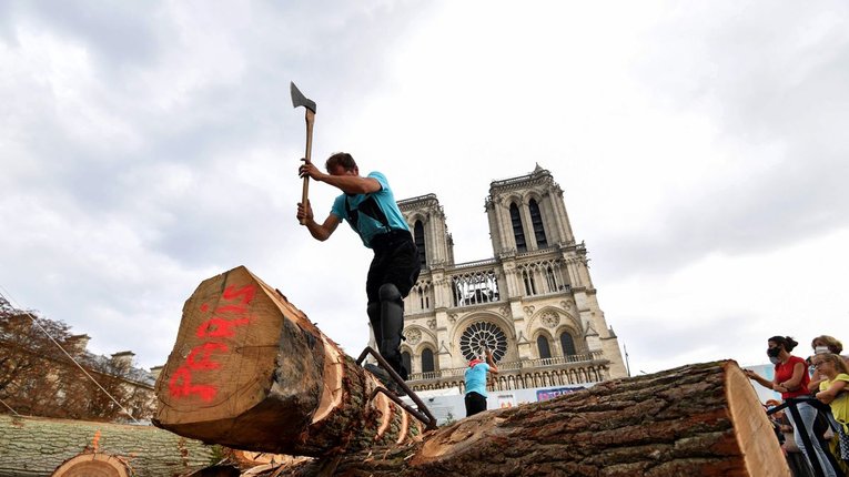 У Франції зрубали перші віковічні дуби для реконструкції Нотр-Даму