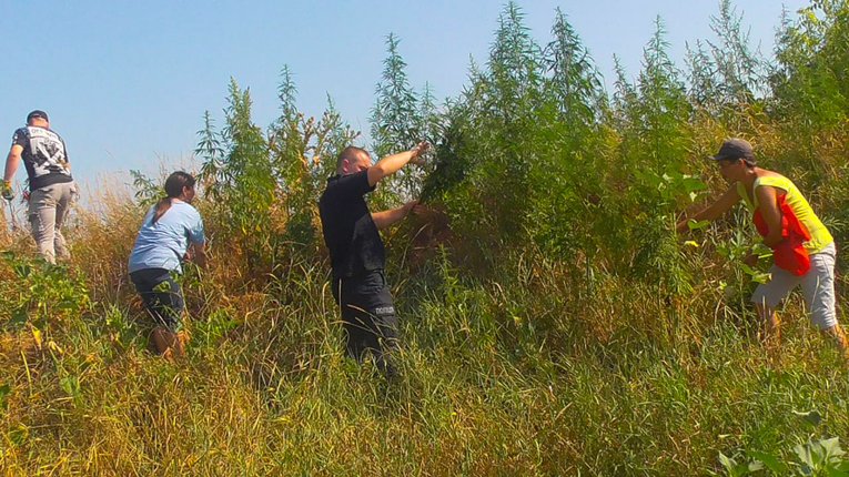 У Ромодані виявили посіви нарковмісних рослин