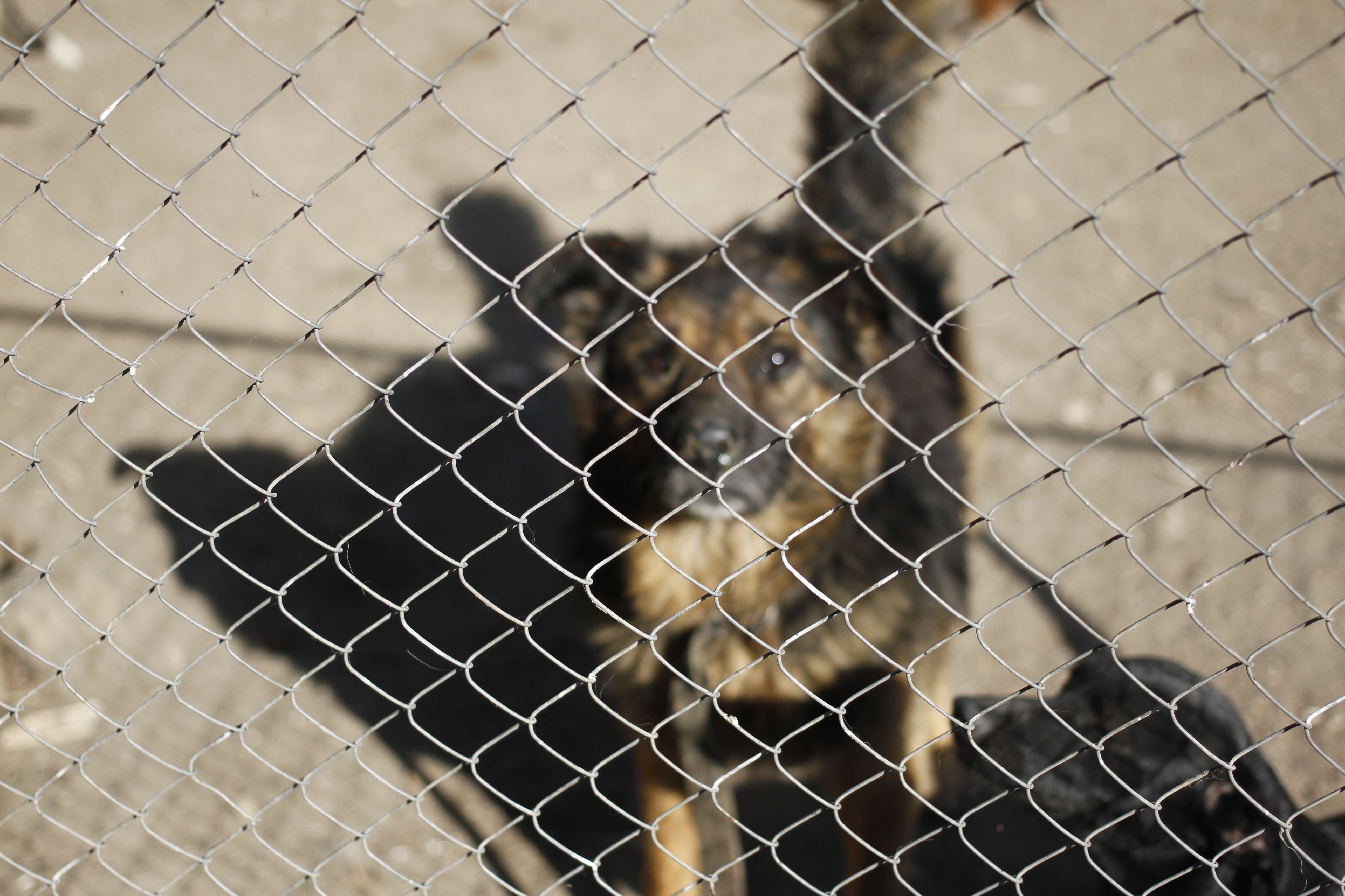 Цукор на вбивстві. Міська влада знищує тварин