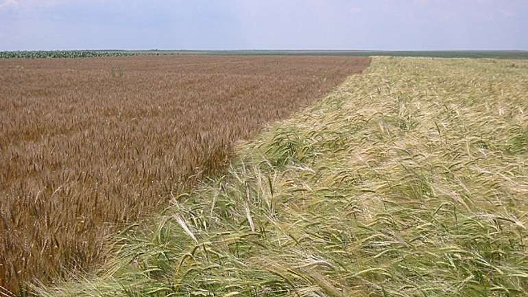 Пшениця витісняє неліквідне жито з полтавських полів