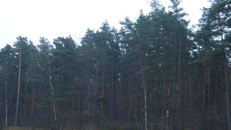 На Полтавщині браконьєри вбили директора лісгоспу і покалічили головного мисливствознавця під час рейду