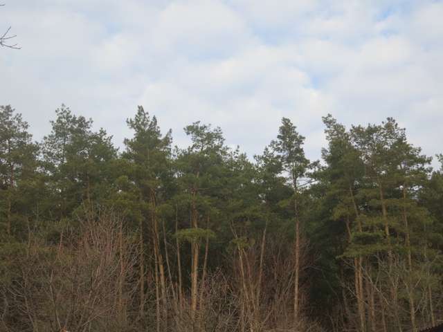 Ще один полтавський «суддя з нетрів» зводе собі новий прихисток: 4 будинки і озерце_11