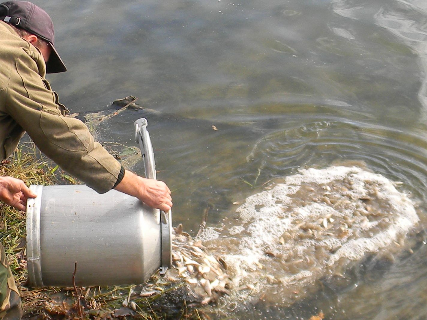Малек карпа. Даига малек. Зарыбление пруда. Зарыбление водоемов. Малек щуки.