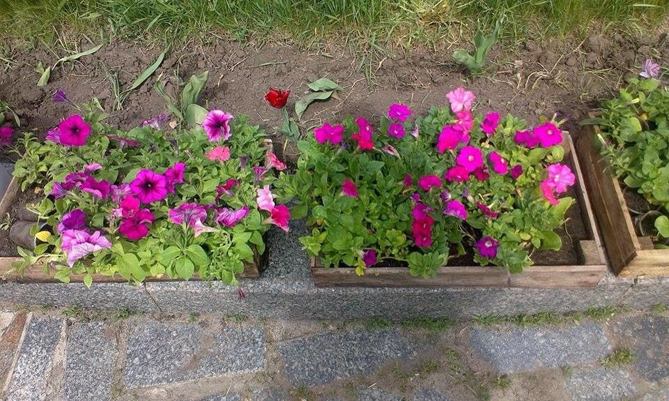 Символ вічного життя висадили волонтери на площі Небесної сотні Полтави